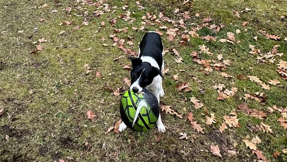 Zula with her ball-1